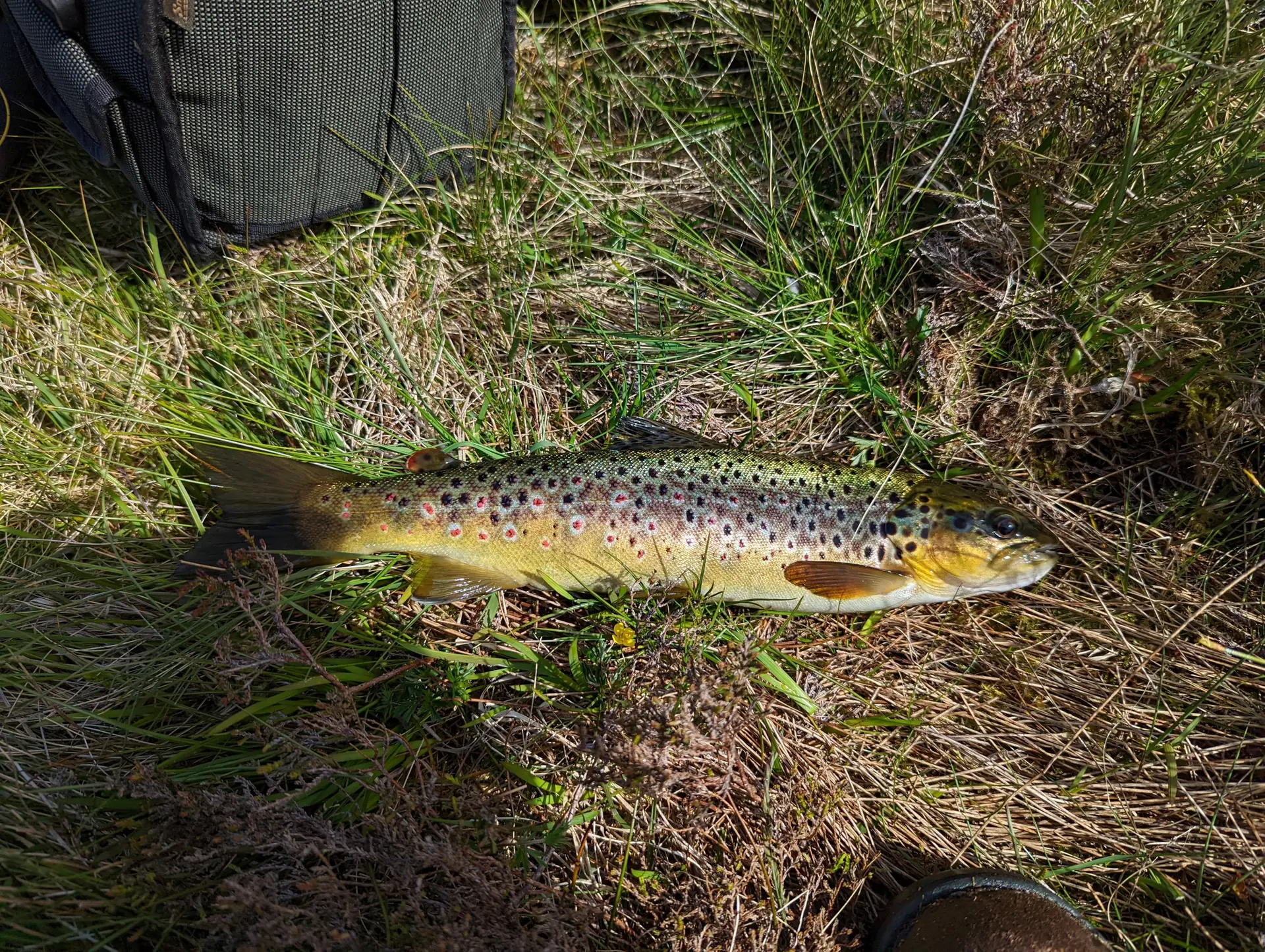 Brown Trout lying on the ground